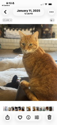 Lost Male Cat last seen Williamson Rd, Rock Hill, SC 29730