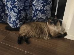 Reunited Male Cat last seen Merlee Circle / Diane Way in Eagle Point, OR, Eagle Point, OR 97524