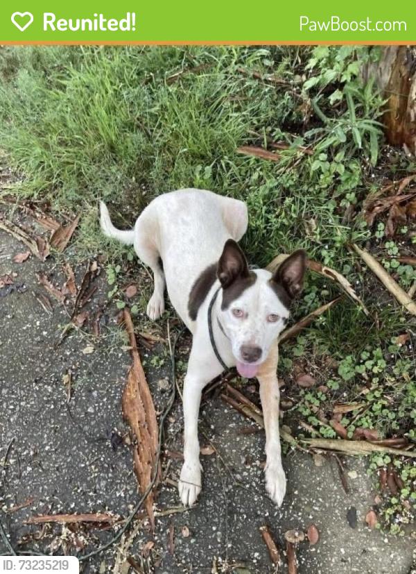 Reunited Female Dog last seen Stewart Street, Carrollton, GA 30117