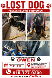 Lost Male Dog last seen Corralitos Dr and Villa PL, El Paso, TX 79907
