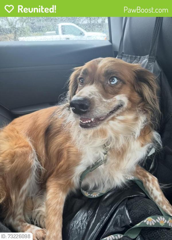 Reunited Female Dog last seen Clayton, Concord, CA 94520