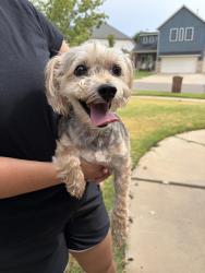 Found/Stray Male Dog last seen Wild horse dr, Oklahoma City, OK 73099