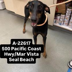 Shelter Stray Female Dog last seen , 6621 Westminster Ave, Garden Grove, CA 92844, USA