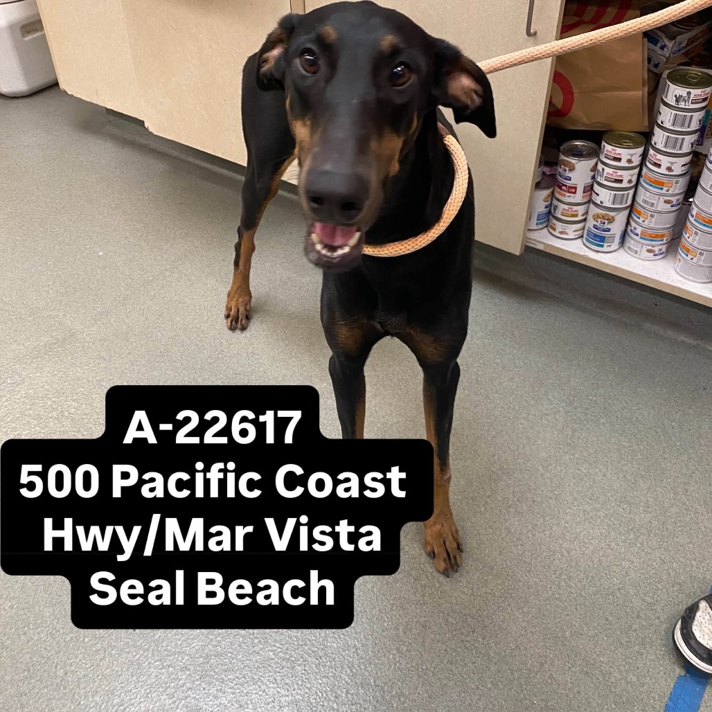 Shelter Stray Female Dog last seen , 6621 Westminster Ave, Garden Grove, CA 92844, USA