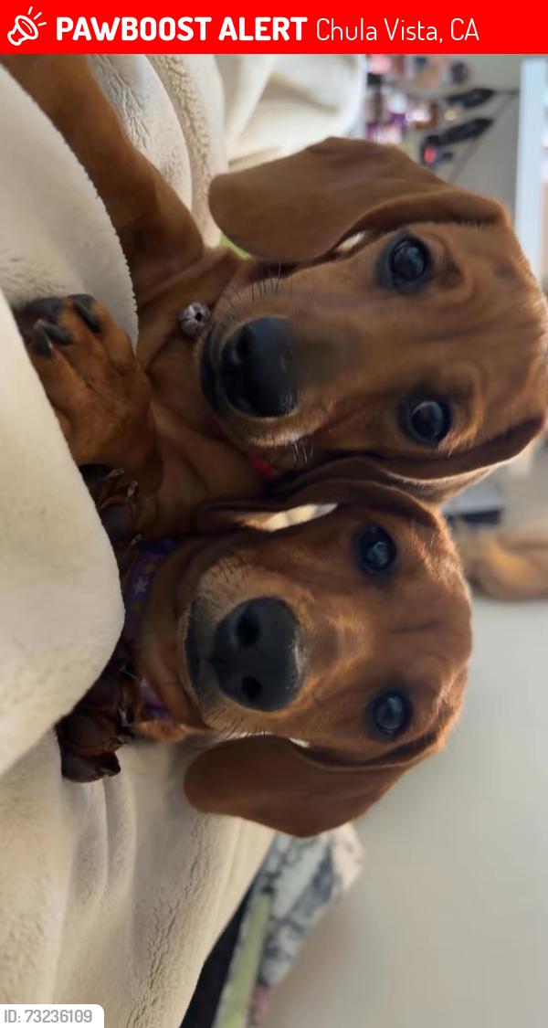 Lost Female Dog last seen F Street, Chula Vista, CA 91910