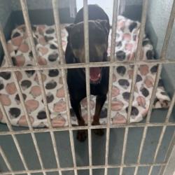 Shelter Stray Female Dog last seen , 12910 Yukon Ave, Hawthorne, CA 90250, USA