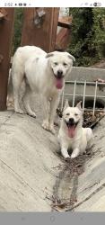 Found/Stray Unknown Dog last seen Woodgrove Park, West Covina, CA 91790