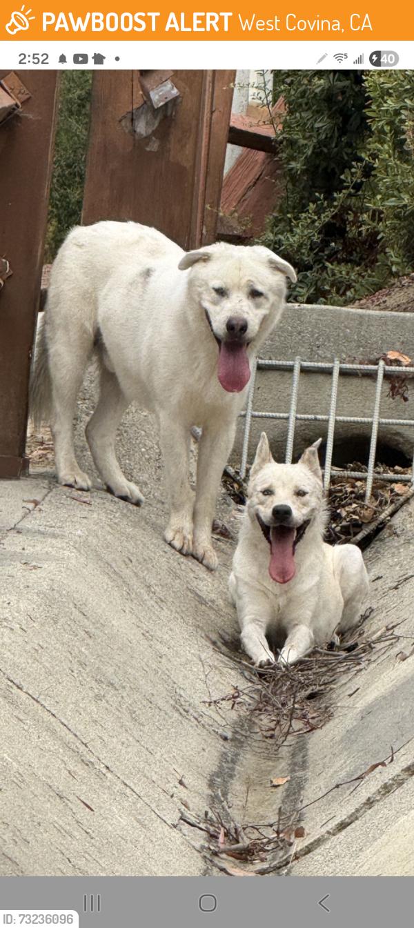Found/Stray Unknown Dog last seen Woodgrove Park, West Covina, CA 91790