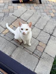 Found/Stray Male Cat last seen Close to Sambuca’s, Galena, OH 43021