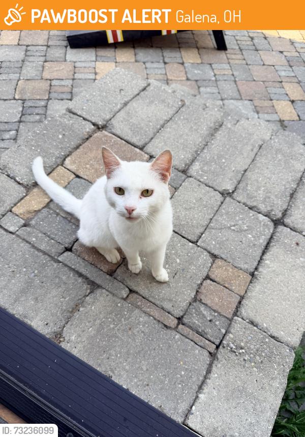 Found/Stray Male Cat last seen Close to Sambuca’s, Galena, OH 43021