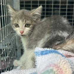 Shelter Stray Female Cat last seen , 54687 Co Rd 19, Bristol, IN 46507, USA