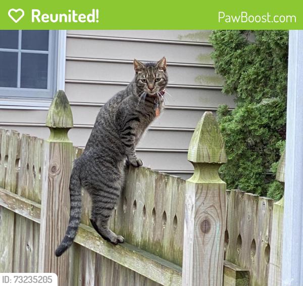 Reunited Male Cat last seen Westmoreland Ave. and Overland Ave., New Castle County, DE 19804