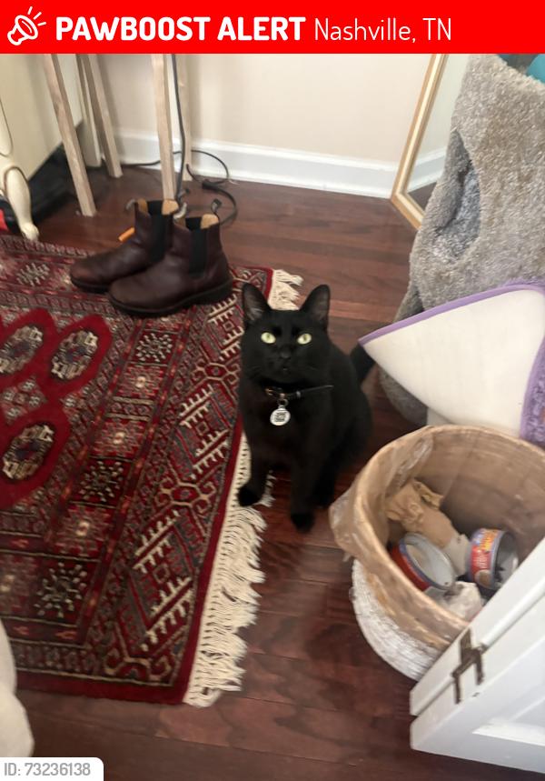 Lost Male Cat last seen Near rosecliff dr, Nashville, TN 37206
