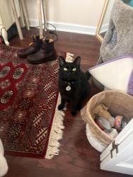 Lost Male Cat last seen Near rosecliff dr, Nashville, TN 37206