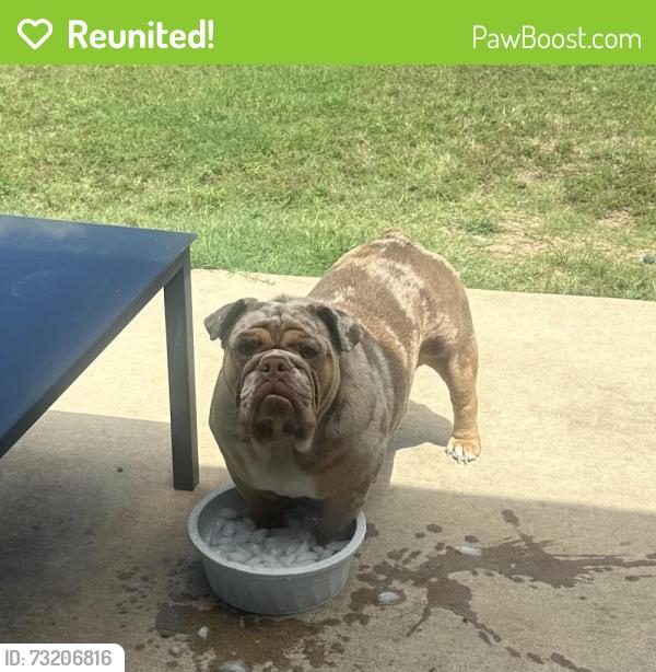 Reunited Female Dog last seen Bear creek, Glenn Heights, TX 75154