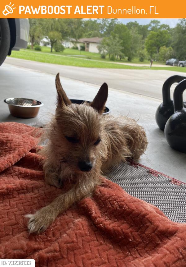 Found/Stray Male Dog last seen SW 202nd Avenue Rd and SW 200th Terrace Road, Dunnellon, FL 34431