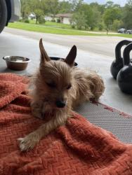 Found/Stray Male Dog last seen SW 202nd Avenue Rd and SW 200th Terrace Road, Dunnellon, FL 34431