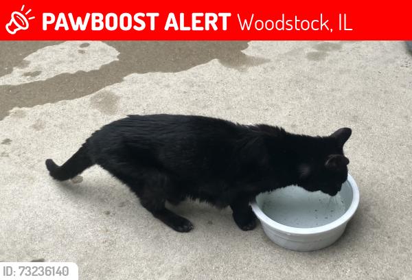 Lost Female Cat last seen Verdi Street & Ware Rd, Woodstock, IL 60098