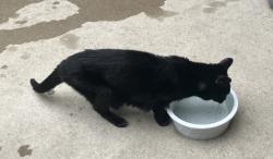 Lost Female Cat last seen Verdi Street & Ware Rd, Woodstock, IL 60098