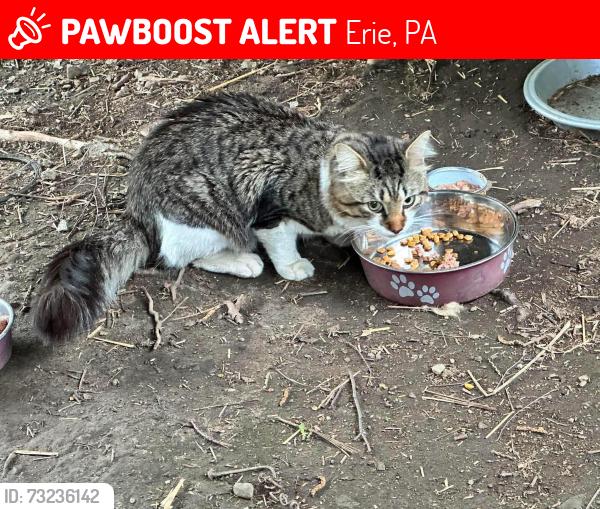 Lost Male Cat last seen Payne st 10st Erie pa, Erie, PA 16507