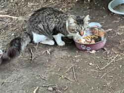 Lost Male Cat last seen Payne st 10st Erie pa, Erie, PA 16507