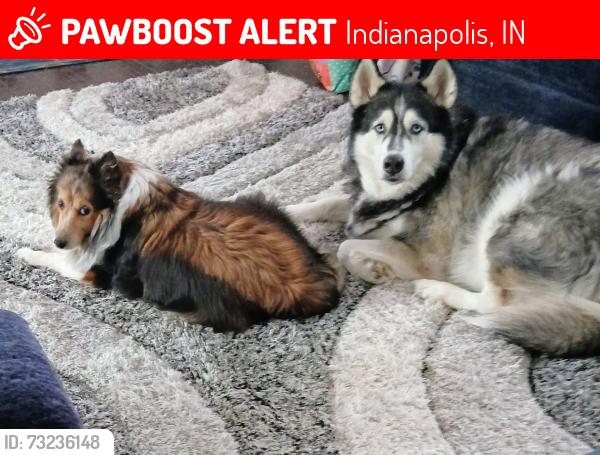 Lost Female Dog last seen Sergi canyon/ tibbs, Indianapolis, IN 46217