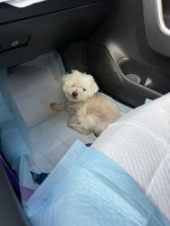 Found/Stray Male Dog last seen N Fairview & W 17th St, Santa Ana, CA 92706