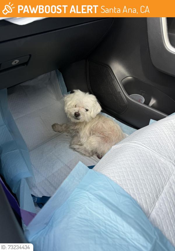 Found/Stray Male Dog last seen N Fairview & W 17th St, Santa Ana, CA 92706