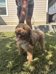 Found/Stray Male Dog last seen Blue Ranch Park, San Antonio, TX 78222