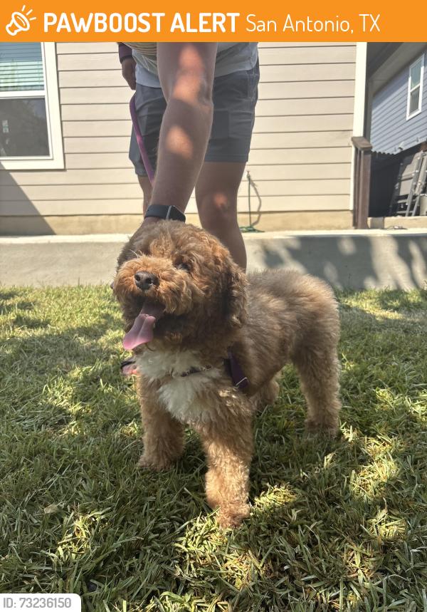 Found/Stray Male Dog last seen Blue Ranch Park, San Antonio, TX 78222