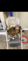 Lost Male Cat last seen Sw bend off brookswood and Aspen ridge, Bend, OR 97702