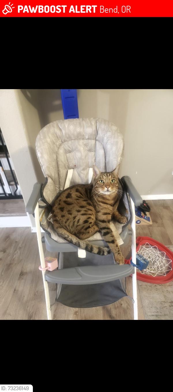 Lost Male Cat last seen Sw bend off brookswood and Aspen ridge, Bend, OR 97702