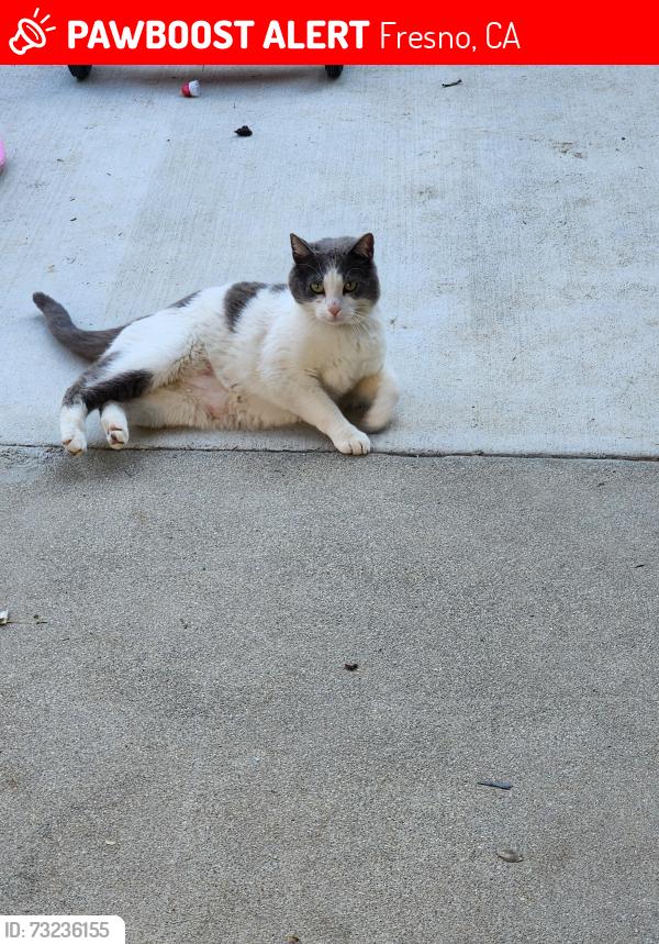 Lost Male Cat last seen Gettysburg and Sunnyside, Fresno, CA 93727
