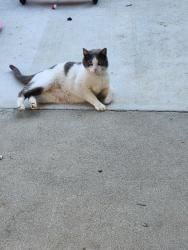 Lost Male Cat last seen Gettysburg and Sunnyside, Fresno, CA 93727