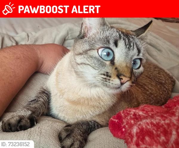 Lost Male Cat last seen José Carlos Pace, Ciudad de México, CDMX 01130