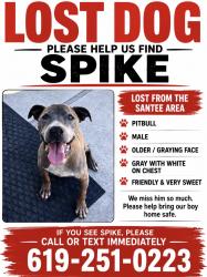 Lost Male Dog last seen Farrington rd, El Cajon, CA 92020