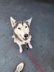 Reunited Female Dog last seen Roscoe and White Oak, Los Angeles, CA 91325