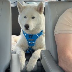 Reunited Male Dog last seen Odell rd and Powder mill rd, Beltsville, MD 20705