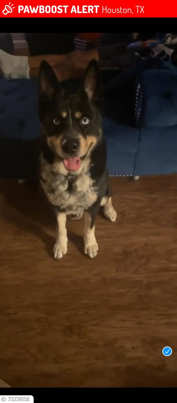 Lost Male Dog last seen Houston hse apmts, Houston, TX 77030