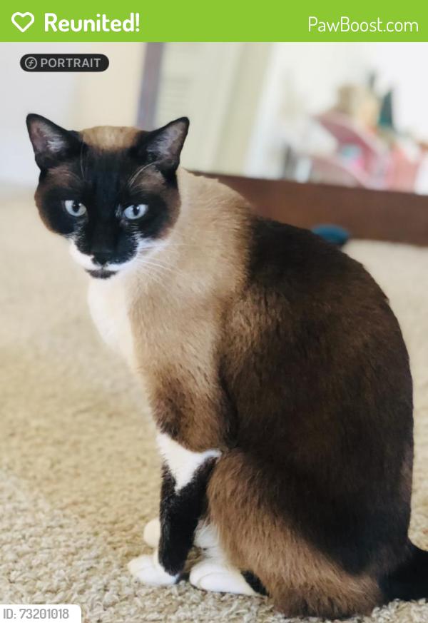 Reunited Male Cat last seen Broadhead ct, Johnston County, NC 27501