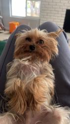Lost Male Dog last seen Near N & Geneva Rd, Provo, UT 84601