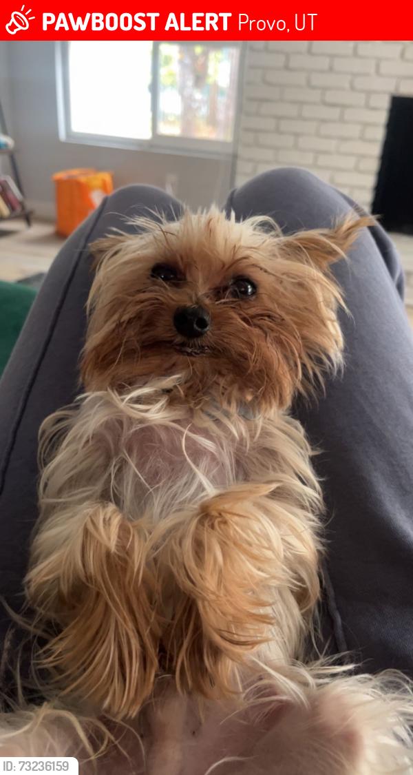 Lost Male Dog last seen Near N & Geneva Rd, Provo, UT 84601