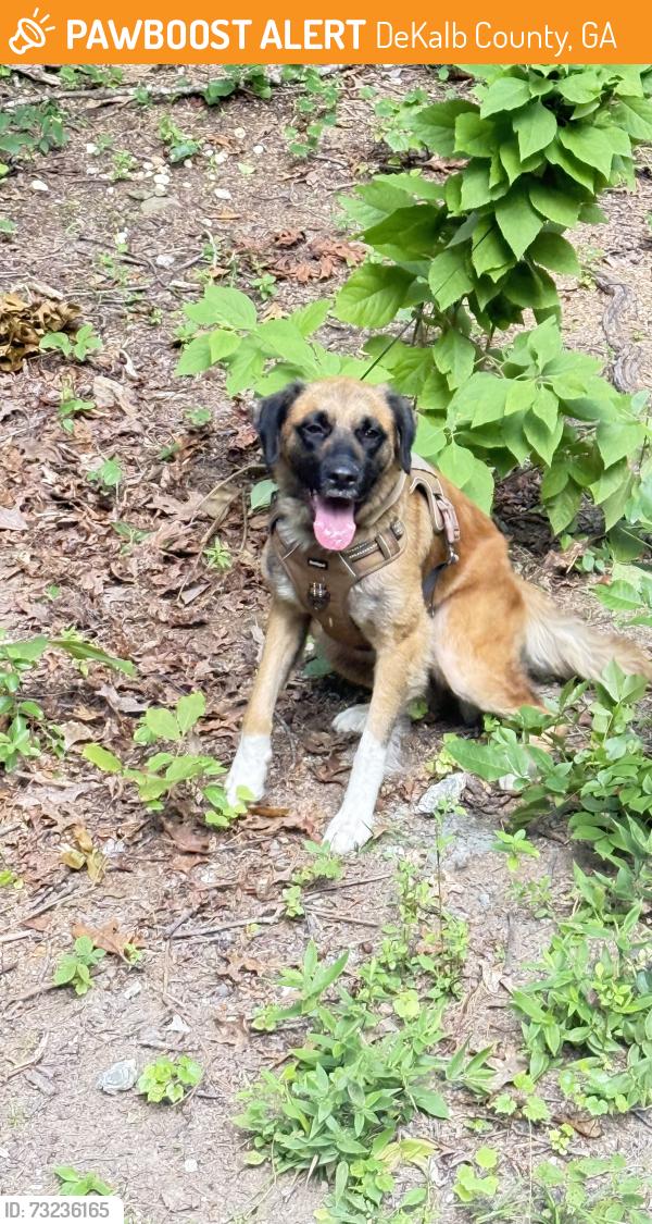 Found/Stray Female Dog last seen Stephenson Road, DeKalb County, GA 30087