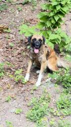 Found/Stray Female Dog last seen Stephenson Road, DeKalb County, GA 30087