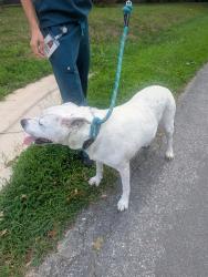 Found/Stray Female Dog last seen Jacob's Elementary School, New Bedford, MA 02744