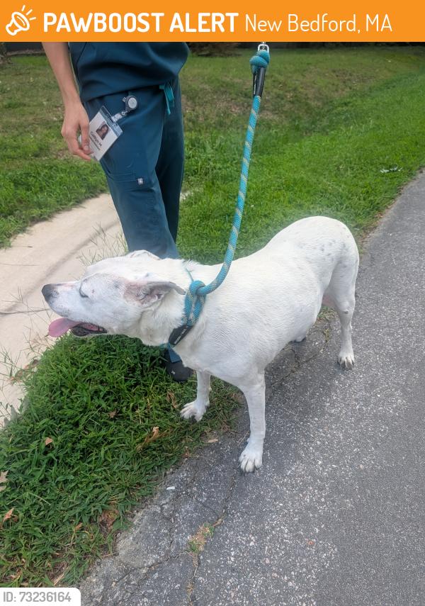 Found/Stray Female Dog last seen Jacob's Elementary School, New Bedford, MA 02744