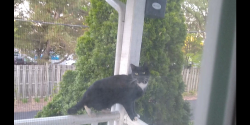 Found/Stray Unknown Cat last seen Franklin St & Richmond Highway, Alexandria, VA 22306