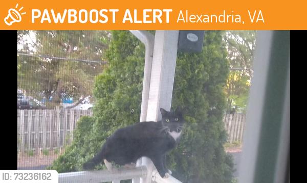 Found/Stray Unknown Cat last seen Franklin St & Richmond Highway, Alexandria, VA 22306