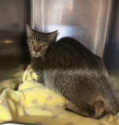 Shelter Stray Female Cat last seen Near BLOCK STAGE STOP CT, 2020 Forest St, Jacksonville, FL 32204, USA