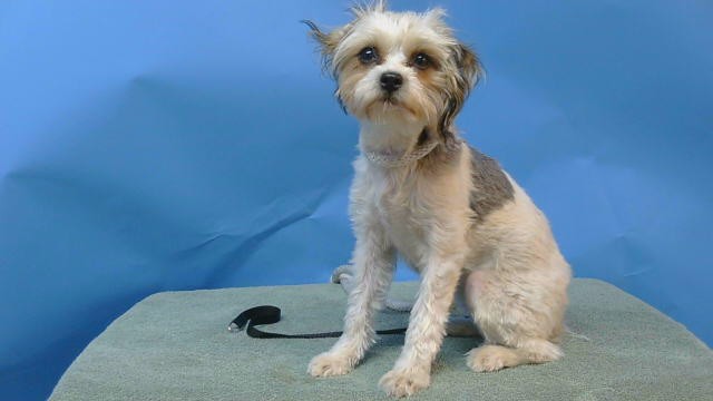 Shelter Stray Female Dog last seen , 216 W Victoria St, Gardena, CA 90248, USA